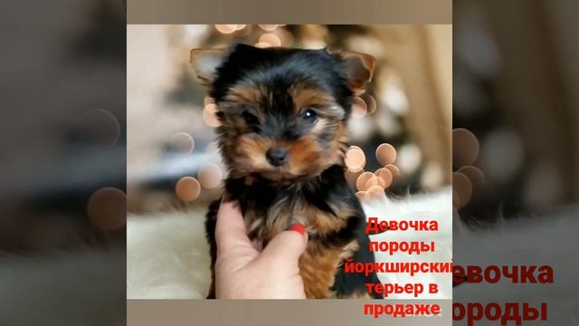 Всегда в продаже щенки породы йоркширский терьер мини супер мини средний стандарт и стандарт размер смотреть онлайн