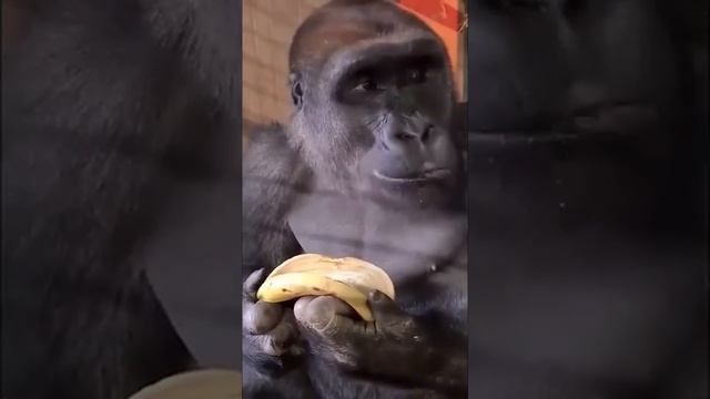 как правильно есть банан смотреть онлайн