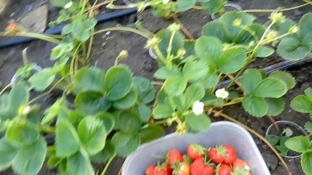 Клубника ГАРМОНИЯ обзор и дегустация смотреть онлайн