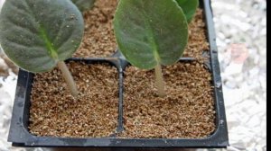 ВЕРМИКУЛИТ-НЕЗАМЕНИМОЕ СРЕДСТВО ДЛЯ КОМНАТНЫХ ЦВЕТОВ.ВНЕСИТЕ -И ЧЕРЕЗ НЕДЕЛЮ ВЫ  ЦВЕТЫ НЕ УЗНАЕТЕ