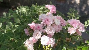 Роза Зе Фейри - чтобы раскрыла свой потенциал надо сажать только ?️