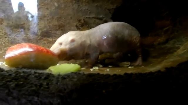Не самые красивые животные смотреть онлайн