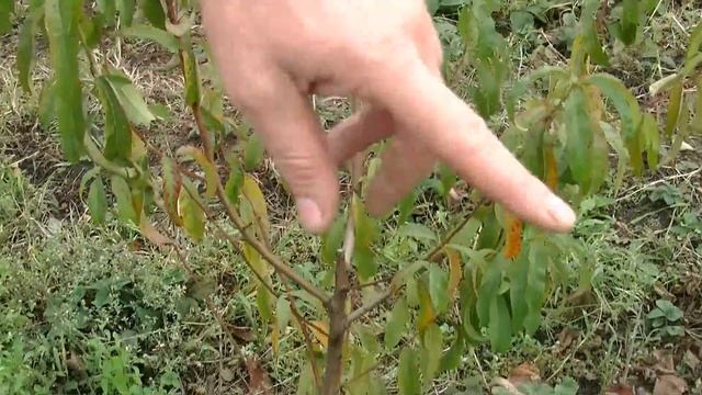 Когда лучше пересаживать саженцы . смотреть онлайн