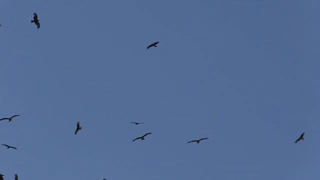Танец коршунов | The dance of kites смотреть онлайн