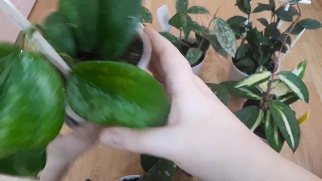 Как подросли мои хойи за месяц смотреть онлайн