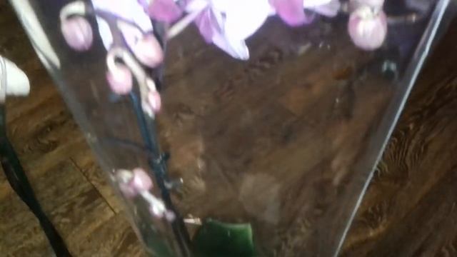 Сделала себе подарок на день рождение. Орхидеи, первые дни дома, на что обратить внимание. смотреть онлайн