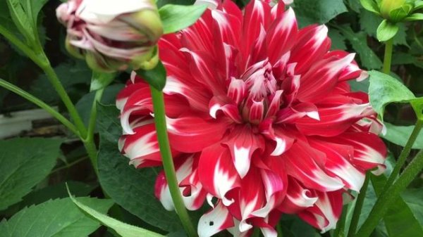 Георгина  X Factor  Dahlia X Factor в горшках и ящиках.