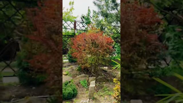 Весенняя стрижка в саду. Стригу секатором #shorts