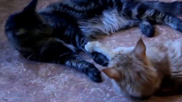 18+ Вязка смотреть онлайн