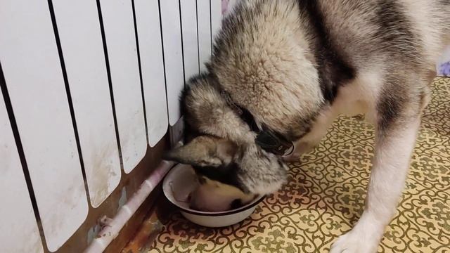 Венегрет для хаски Хаа!