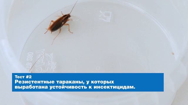 РАПТОР® Аэрозоль повышенной эффективности смотреть онлайн