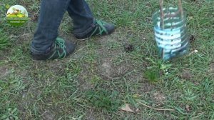 Как собирать сосновые шишки