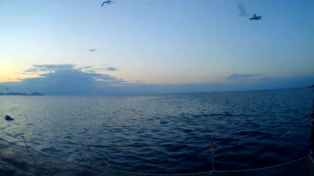 Дельфины выныривают из воды в открытом море смотреть онлайн