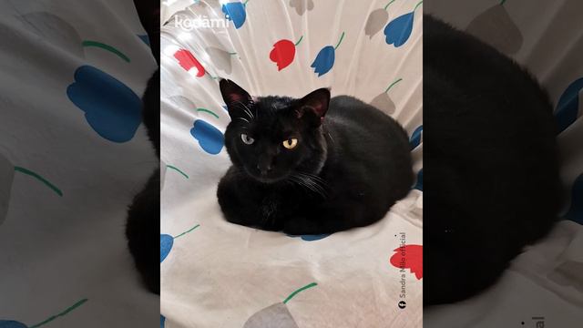 Intervista a Sandra Milo: "Amando gli animali si amano di più anche gli uomini" смотреть онлайн