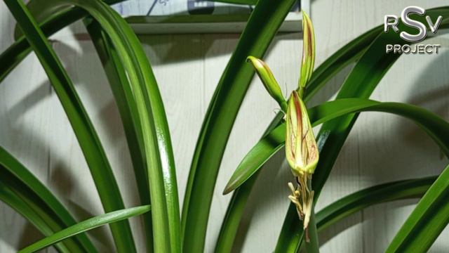Hippeastrum Emerald Time Lapse | 05.2023
