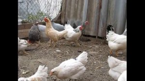 очередной эксперимент///подсаживаем цыплят к курам