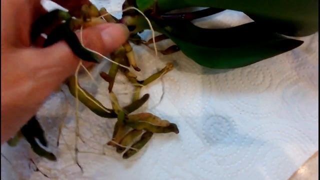 Орхидеи:"Каменная роза" от Светы Канчуры смотреть онлайн