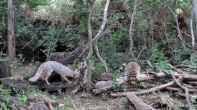 Енот попытался нарушить спокойствие семьи серых лис #Gray Fox Family США смотреть онлайн
