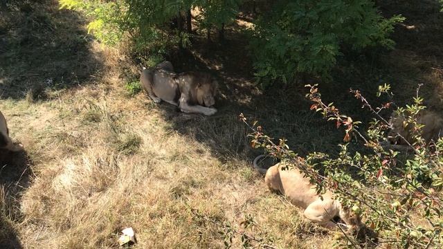 Молодежь дружно угостилась! Тайган A treat for young lions! Taigan смотреть онлайн