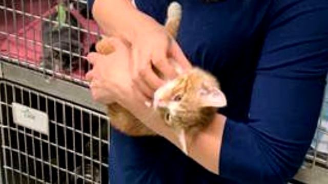 По трассе полз маленький котёнок, а к его шее был привязан длинный шнурок смотреть онлайн