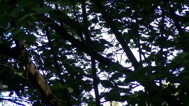 JVC GC-PX100 Squirrel смотреть онлайн