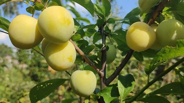 Диплоїдна слива сорт Широ (plum Shiro). Скороплідність та невибагливість вражає смотреть онлайн