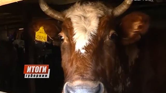 Губерния. Итоги 18.03.2017 смотреть онлайн