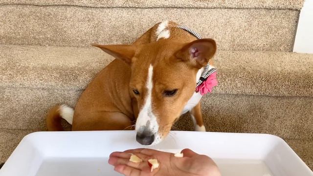 ASMR Dog Reviews Different Types of Food Part 2 | Sadie The Basenji | Eating Show | Mukbang смотреть онлайн