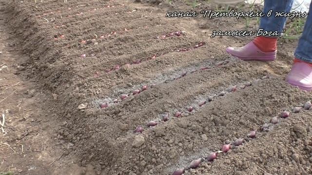 Сажаем лук китайским способом ,что бы он был крупный смотреть онлайн