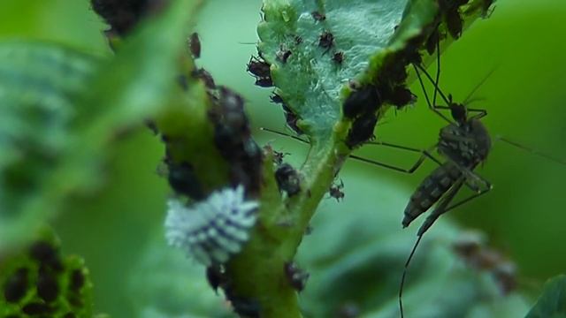 Личинка в камуфляже смотреть онлайн