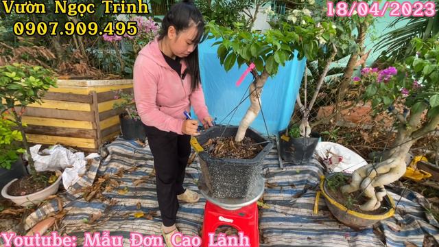 Báo Giá Hoa Giấy Sufia Pedro Đỏ Ruby Đỏ Lá Khói Tiểu Ấn Độ Dưa Hấu Chiều Tím Giá Rẻ Đẹp Bao Ship смотреть онлайн