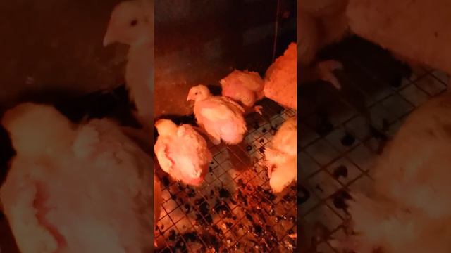 Разница цыплят одного возраста.росс 708 бройлер смотреть онлайн