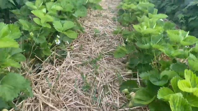 Клубника сорт Азия , Флер , Хоней , первая сборка в этом году смотреть онлайн