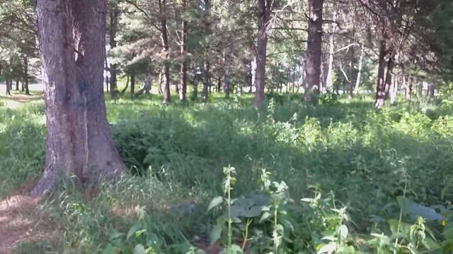 Поехали в Томск к детям. смотреть онлайн