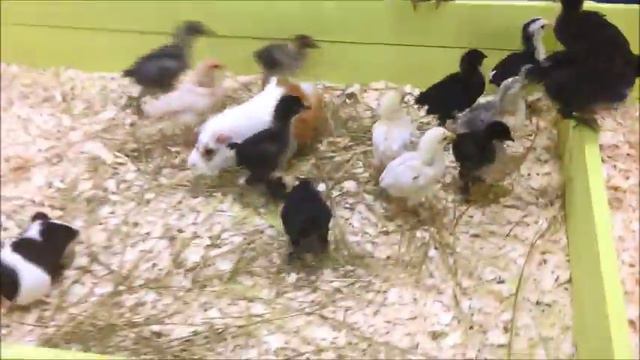 Контактный Зоопарк смотреть онлайн