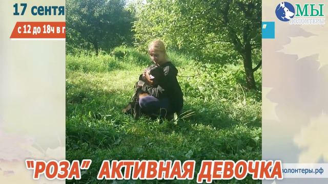 РОЗА активная игривая девочка УЧАСТНИЦА ВЫСТАВКИ ХОЧУ ДОМОЙ, держали на цепи, но она верит человек смотреть онлайн