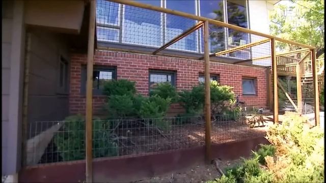 Savannah Cat (Кошка Саванна, Саванна Ф1 , Savannah F1) Murmulet.ru