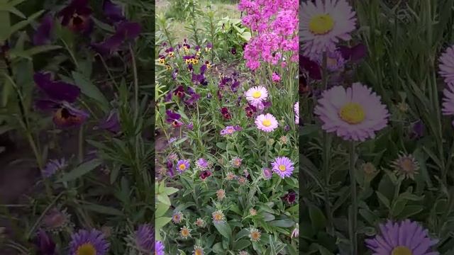 Астра альпийская смотреть онлайн