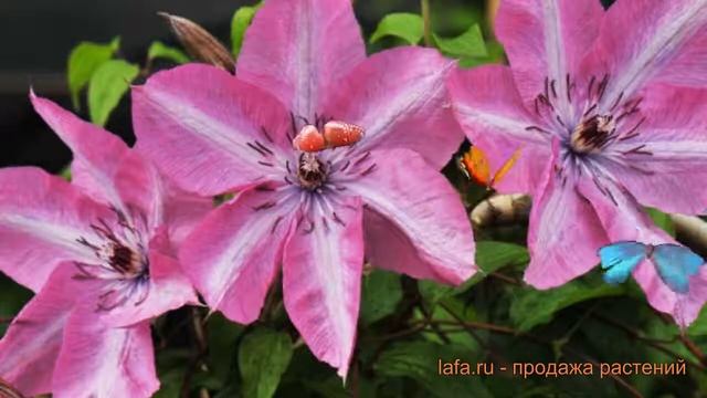 Клематис крупноцветковый Бешчади (bieszczady) ? обзор: как сажать, саженцы клематиса Бешчади смотреть онлайн