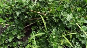 Крыжовник ОРФЕЙ - чудо-сорт! Омск,23.07.2023г.