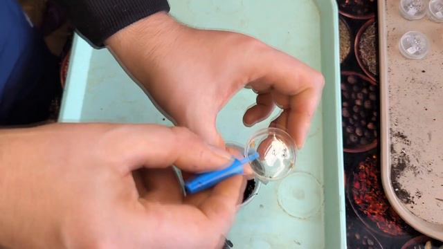 Посев семян томатов на рассаду и первые шаги после всходов. смотреть онлайн