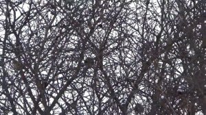 звук воробья звуки воробья чириканье воробья пение воробья воробей чирикает