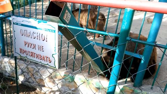 Кормим Большого МЕДВЕДЯ в Зоопарке ? Сафари Парк в Геленджике смотреть онлайн