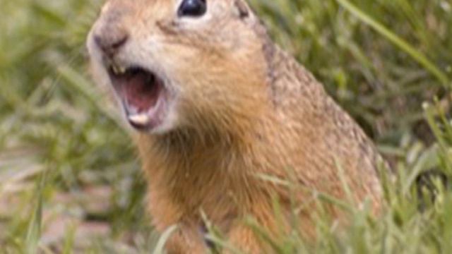 Турбо суслик протокол слив полярностей - Деньги смотреть онлайн