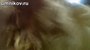 Оплодотворение индюков тяжелого кросса (БИГ-6, Хайбрид конвертер)