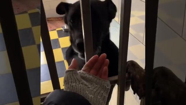 Роуз из Шереметьевского приюта, которой очень нужен Дом!!!🙏🏻❤️ смотреть онлайн