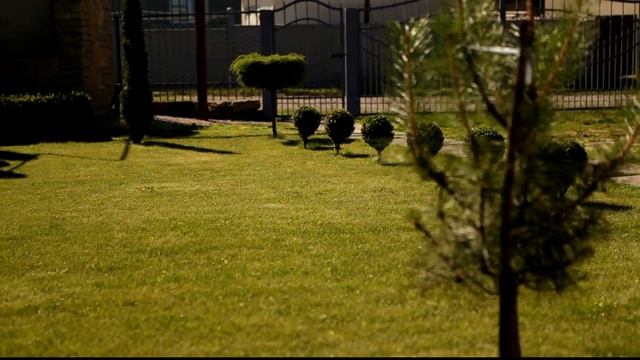 СТРИЖКА САМШИТА ТУИ В РУЧНУЮ # Grooming boxwood # 2 смотреть онлайн