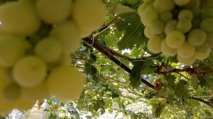 Виноград на арке на 17.07.24г. Виноградник Король В. Н. г. Краснодар Slava.King2007@mail.ru(часть 1)