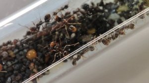 Как заселить муравьёв в муравьиную ферму XL AntsMinsk?