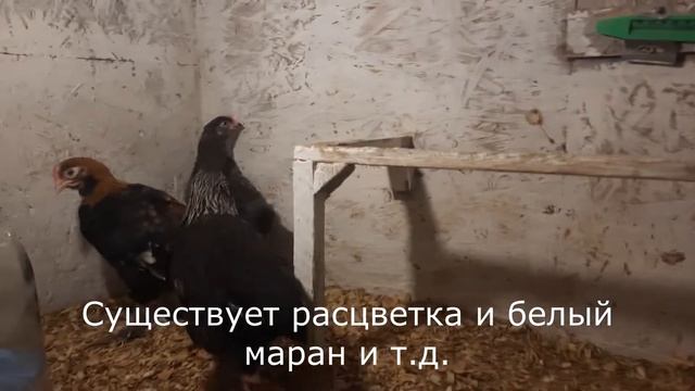 Порода кур маран. Цыплята от 0 - 45 суток. смотреть онлайн